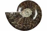 Polished Ammonite (Cleoniceras) Fossil - Madagascar #205137-1